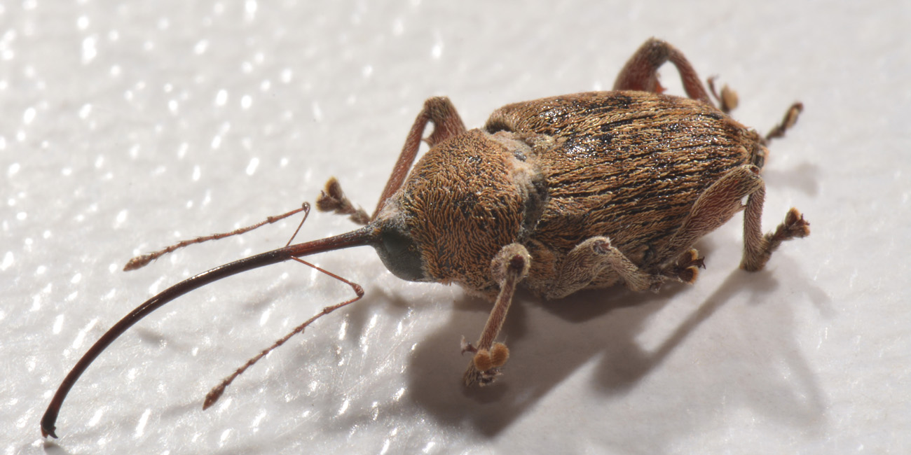 Curculionidae: Curculio elephas, femmina